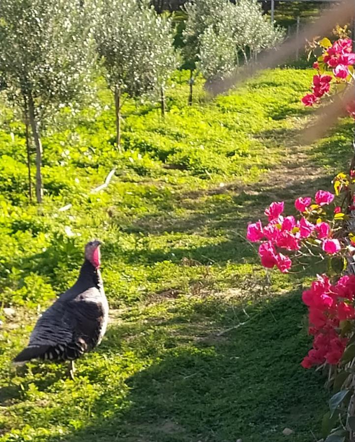 Myparadise-Farm Villa In The Centre Of South Crete Kalamaki  Exterior foto